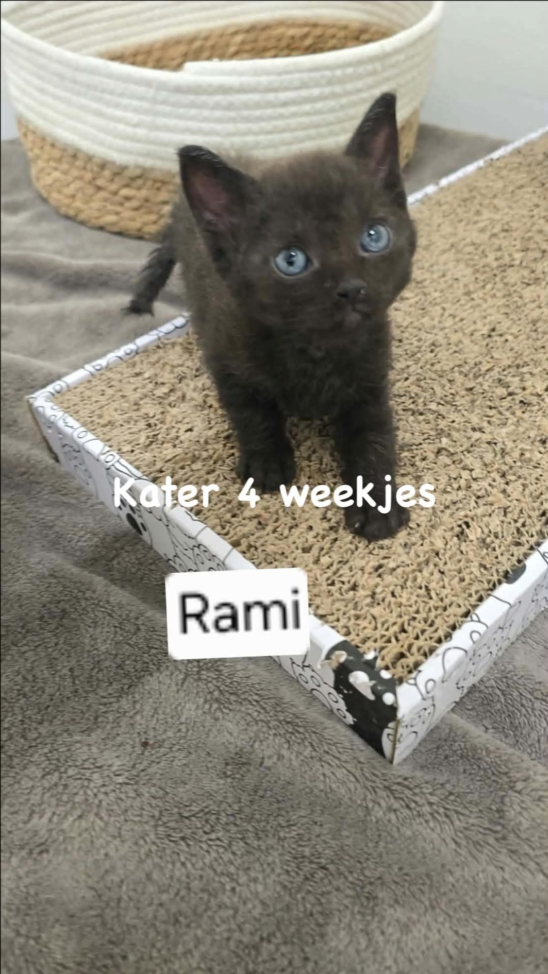 Picture of Rami