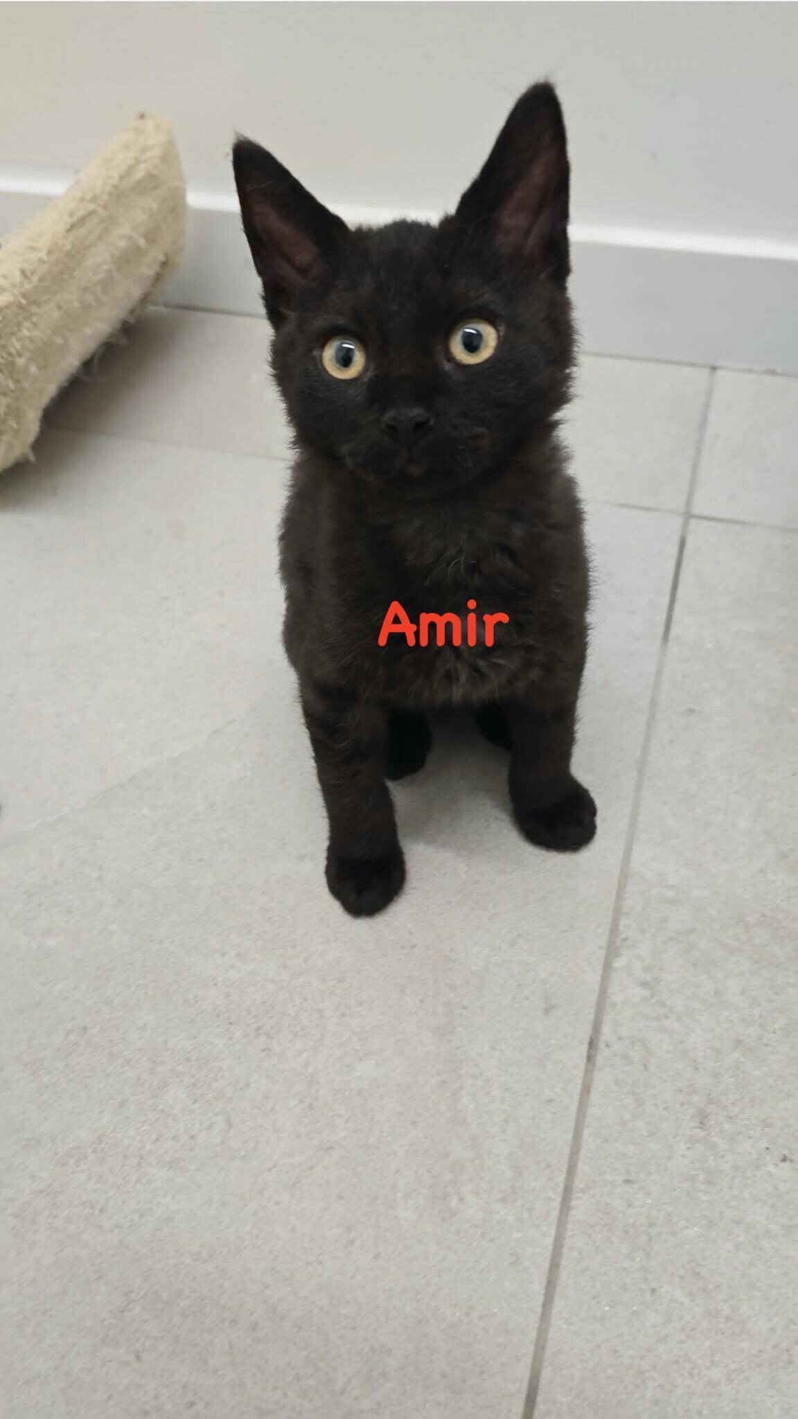 Picture of Amir